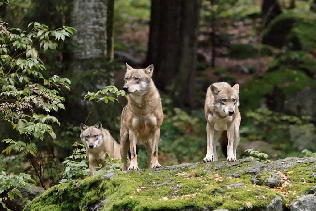 Ferienwohnung Im Landhaus Am Nationalpark Ludwigsthal Bagian luar foto