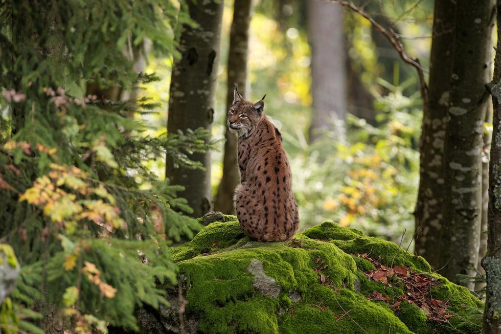 Ferienwohnung Im Landhaus Am Nationalpark Ludwigsthal Bagian luar foto